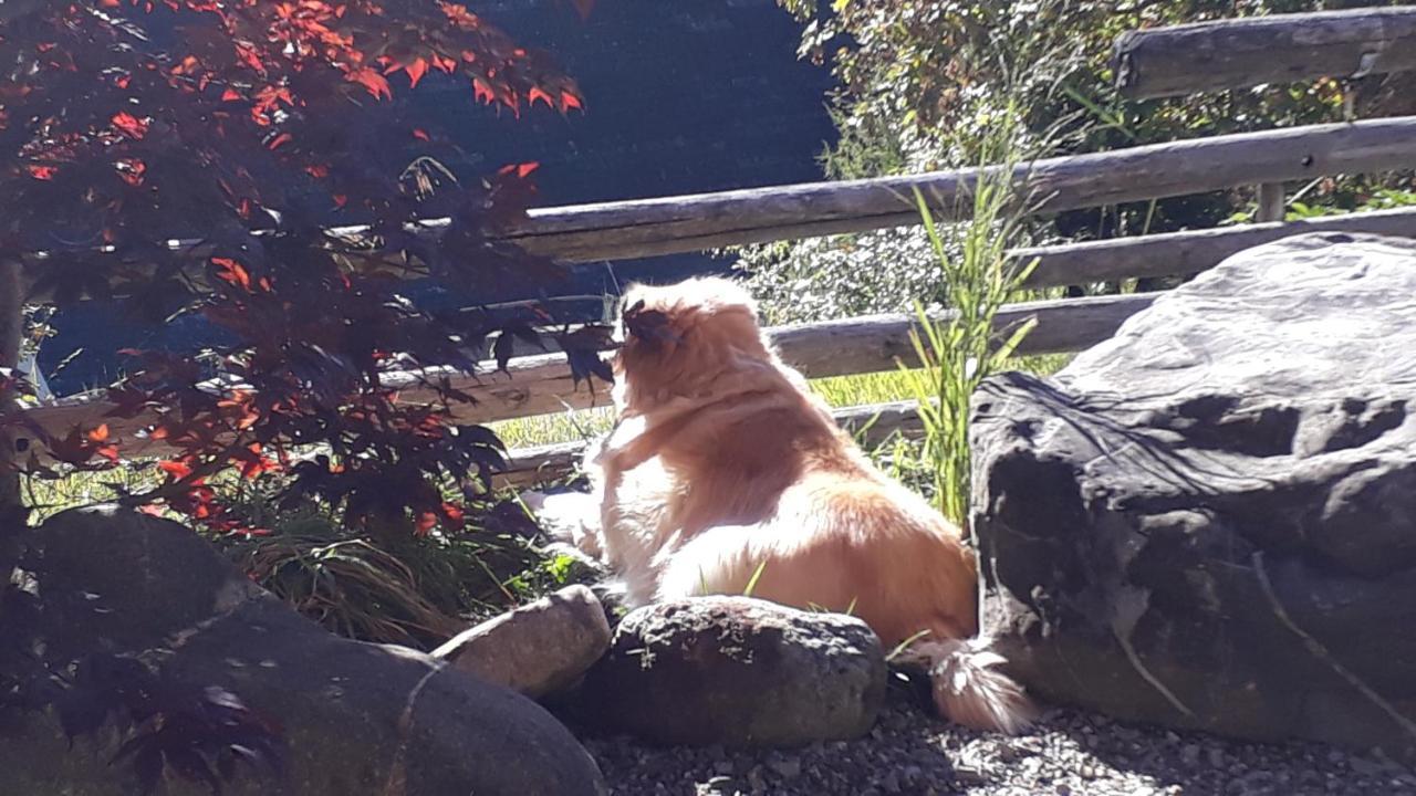 Chalet Gotthelf Gartenstudio, Ferien Mit Hund Adelboden Exterior foto